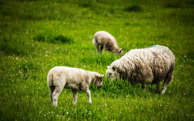 Scenic Scotland meadows with sheep in traditional landscape. 