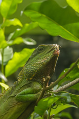 Green Water Dragon (Physignathus cocincinus) , lizard ,Agamas (Agamidae)