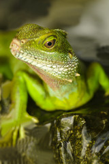 Green Water Dragon (Physignathus cocincinus) , lizard ,Agamas (Agamidae)