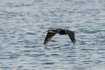 Fototapeta na wymiar great blue heron in flight