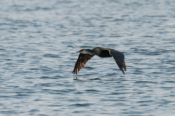 great blue heron in flight