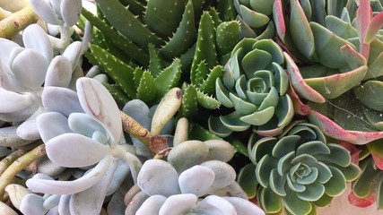 succulente
