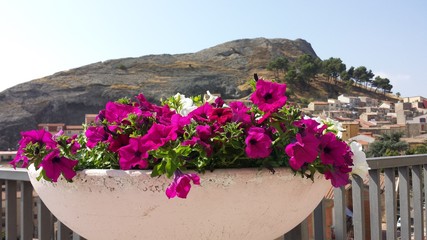 fiori