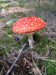 Red fly agaric mushroom or toadstool in the grass. Latin name is Amanita muscaria. Toxic mushroom