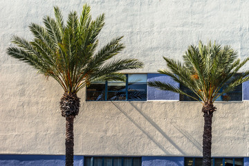 Zwei Palmen vor einer Hauswand in Los Angeles , Kalifornien