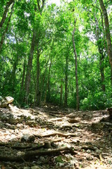 Camino en la selva chiapaneca