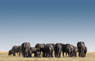 Elephants in Etosha park Namibia, Africa