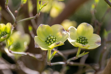 dogwood blossoms