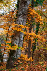 Autumn leaves in forest, Strandzha mountain, Bulgaria