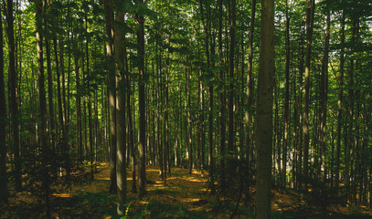 Fototapeta na wymiar Mixed thick forest in the Carpathian mountains, Romania