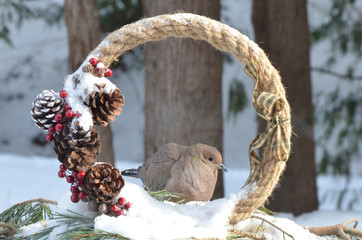 Fototapeta premium Mourning Dove in a holiday wreath