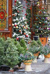 beautiful Christmas trees and flower in shop outdoor. winter plants decorations for home garden, different festive Christmas trees, Christmas flowers in pots. Winter holiday background