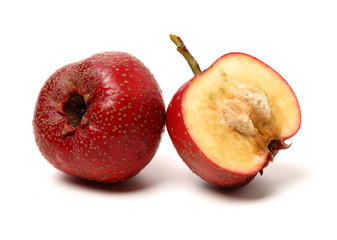 Hawthorn on a white background 