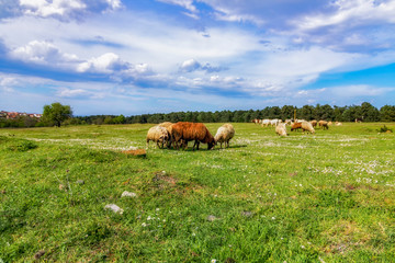 Sheeps in a field, Bulgaria, Strandzha