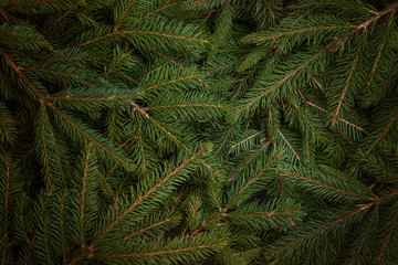 Christmas tree fir branches background. Low light scene. Top view, flat lay.
