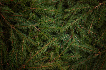 Fototapeta na wymiar Christmas tree fir branches background. Low light scene. Top view, flat lay.