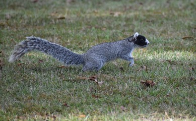 fox squirrel. squirrels. rare squirrel. South Carolina squirrel. southern animals. southern wildlife. unique animals. rare wildlife. 
