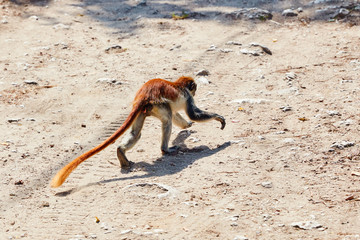 Running colobus with big tail