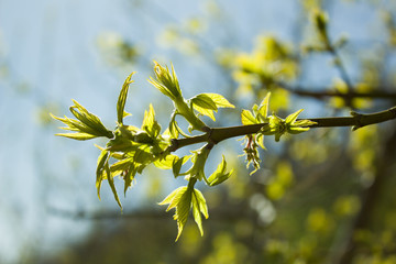 branch of a tree in spring