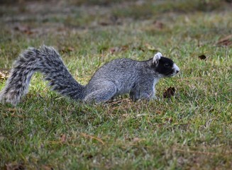 fox squirrel. squirrels. rare squirrel. South Carolina squirrel. southern animals. southern wildlife. unique animals. rare wildlife. 