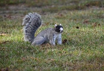 fox squirrel. squirrels. rare squirrel. South Carolina squirrel. southern animals. southern wildlife. unique animals. rare wildlife.  © Roberto Carlos 