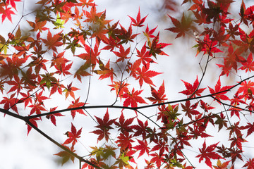 見上げたもみじ