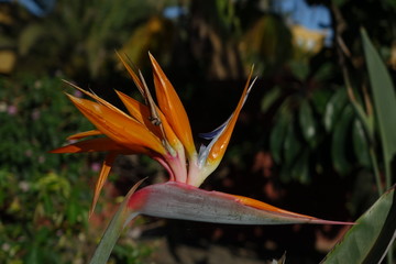 Fototapeta na wymiar Bird of paradise plant in full bloom, the scientific name is Strelitzia and this was taken in Corralejo in Fuerteventura