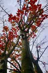 trees with autumn colors in the nature, autumn season