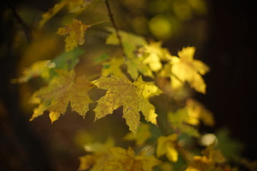 Autumn yellow maple leaves on a branch in the sunny forest, blurred background, art focus.