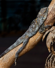 Frill-necked lizard also known as the frilled agama, frilled dragon or frilled lizard. Latin name - Chlamydosaurus kingii