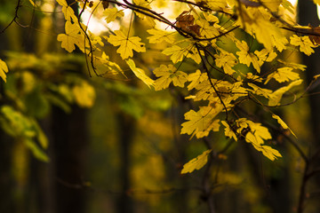 Fall concept. yellow leaves on tree branches blurred background. selective focus. colors of autumn. autumn Park.