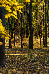 Fall concept. yellow leaves on tree branches blurred background. selective focus. colors of autumn. autumn Park.