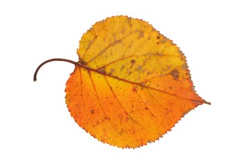 Autumn leaf on white