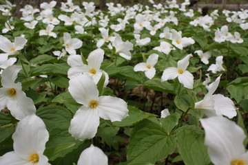 Meadow covered with white trillium flowers