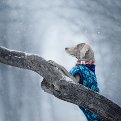 adorable weimaraner dog posing outdoors in winter