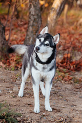 Obraz premium Beautiful autumn season photo with funny active dog
