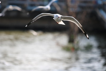 Close up seagull spread its wings beautifully,Seagull flying at bangpoo thailand