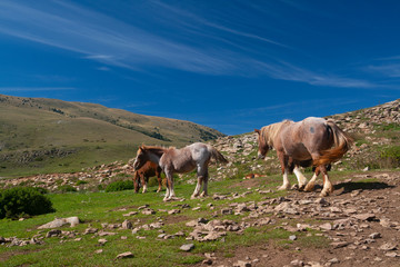 yeguas i potros en un prado de la Cerdanya (Girona, Catalunya(