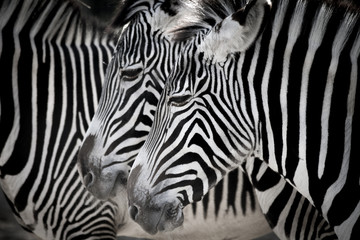 Fototapeta na wymiar Zebras2