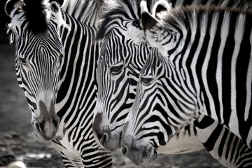 Fototapeta na wymiar Zebras1