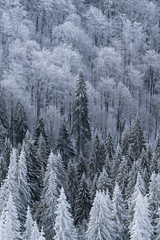 Beautiful abstract landscape of a forest covered by snow
