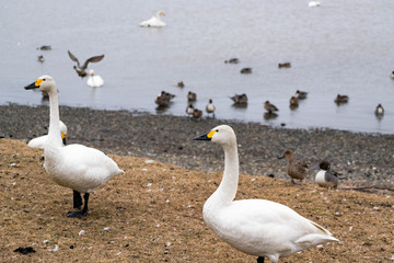 湖畔のハクチョウ