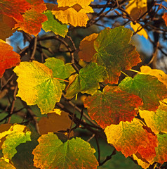 Acer opalus leaves with autumn colour in a woodland garden