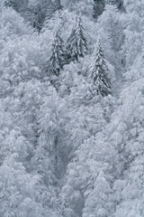 Beautiful abstract landscape of a forest covered by snow