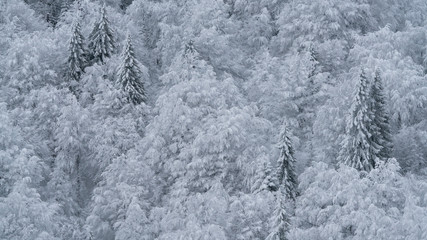 Beautiful abstract landscape of a forest covered by snow