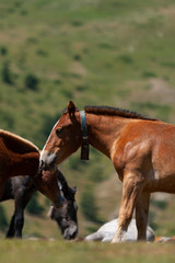 Potro retozando en un prado