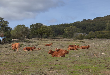 Naklejka na ściany i meble cows in the meadow with blue sky