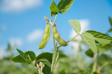 Young green pods of varietal soybeans on a plant stem in a soybean field at noon during the active...