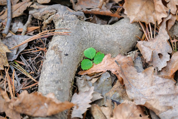 nature