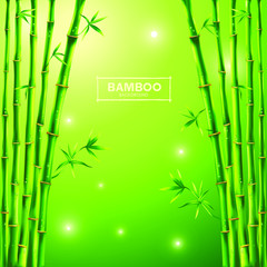 Obraz na płótnie Canvas Green bamboo vector texture background, bamboo panorama texture.